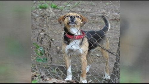 Cobb County commissioners decided 5-0 Tuesday to ban tethering of dogs - except temporarily and only when the owner is present. WSB Radio file photo