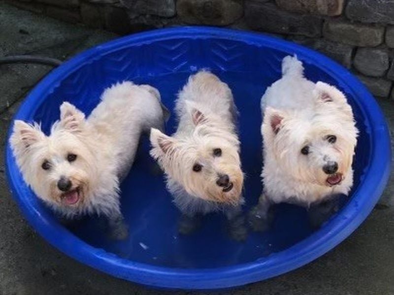 Jack, Bobby, and Teddy Linville relax in their Atlanta pool. The West Highland Terriers are named for the Kennedy brothers. (Courtesy photo)