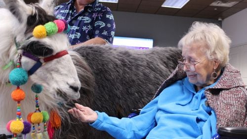 Pai the llama receives a treat from Dogwood Village resident Jackie Martin.
