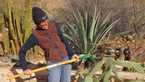 Fall is the best time to transplant cactus before the rains come in winter. (Maureen Gilmer/TNS)