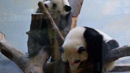JULY 9, 2014, ATLANTA Giant panda twins Mei Lun (top) and Mei Huan rest in their enclosure at Zoo Atlanta, Wednesday, July 9, 2014. The zoo will be celebrating their first birthday with ceremonies starting Saturday, July 12. Born at 6:21 p.m. and 6:23 p.m. on the evening of July 15, 2013, Mei Lun and Mei Huan were the first giant pandas born in the U.S. in 2013 and are the only pair of surviving giant panda twins ever born in the U.S. The cubs are the fourth and fifth offspring of Lun Lun and Yang Yang; their older brothers, Mei Lan and Xi Lan, and older sister, Po, now reside at China's Chengdu Research Base of Giant Panda Breeding. KDJOHNSON/KDJOHNSON@AJC.COM Giant panda twins Mei Lun (top) and Mei Huan rest in their enclosure at Zoo Atlanta,during their first birthday celebrations last summer. KDJOHNSON/KDJOHNSON@AJC.COM