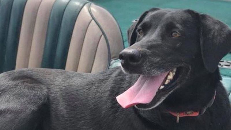 A family wants to know who shot an arrow through the heart of their dog Sadie and killed her. The owner said it appeared someone tried to wrench the arrow from the dog’s body, but only succeeded in breaking off the end. (Credit: Channel 2 Action News)
