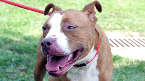 Forsyth County announced it will waive all fees to adopt pets like this one through Sept. 1 as part of its “Summer of Love” promotion. FORSYTH COUNTY