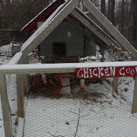 Edna Mae and Mary Pauline not big fans of the cold stuff! #chickens #atlsnowpets #backyardchickens -- @amd3pink