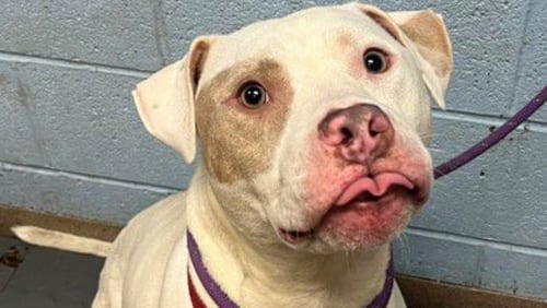 Pictured is a photo of Zippity, a dog housed at a Lifeline shelter in December. A rapidly spreading dog flu is causing Fulton and DeKalb animal services to open a temporary shelter to house and protect pets that have not been exposed to the virus.