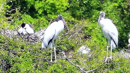 These wood storks are some of the hundreds of storks now nesting at Harris Neck National Wildlife Refuge on the Georgia coast. The wood stork once faced extinction but has made a remarkable comeback thanks to conservation efforts at Harris Neck and other refuges around the Southeast. PHOTO CREDIT: Charles Seabrook