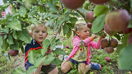 R.J. Meyers (left) and his sister Grace pick apples at Hillcrest Orchards in Ellijay on September 14, 2014. (Photo by JONATHAN PHILLIPS)