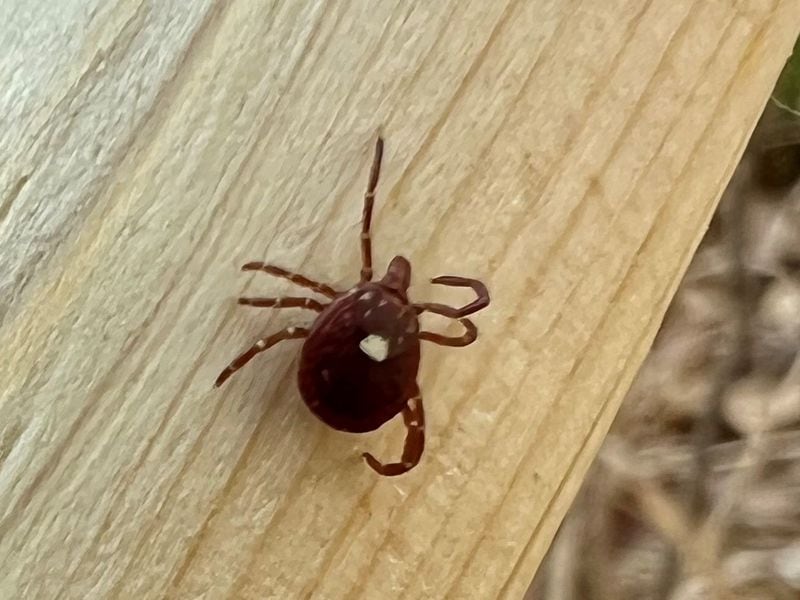 This is a lone star tick collected in Georgia for research on the Heartland virus.  (PHOTO courtesy of Vazquez-Prokopec laboratory)