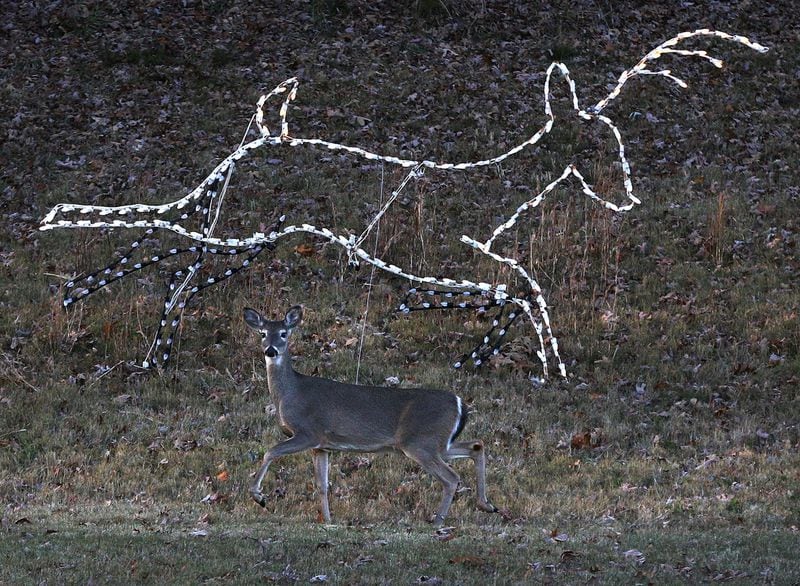 A grazing deer passes by a light display of reindeer just after sunset at Margaritaville at Lanier Islands in Buford. CURTIS COMPTON / CCOMPTON@AJC.COM