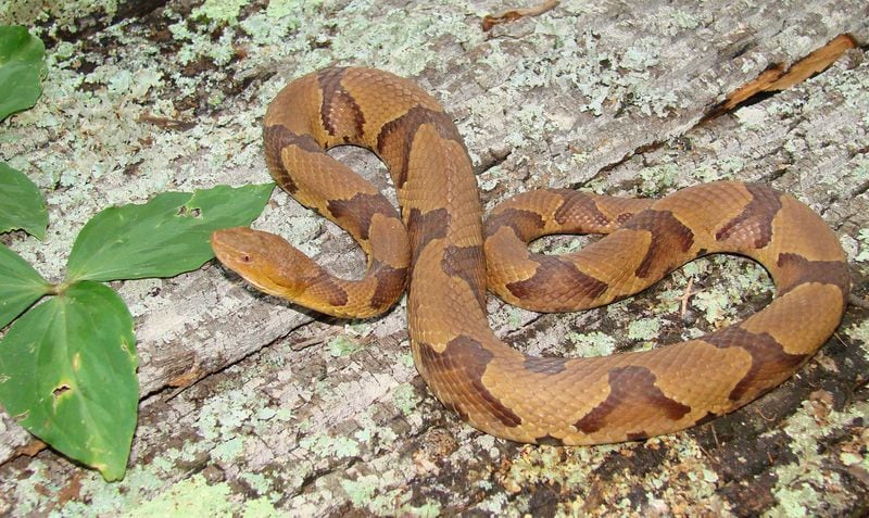Most of the venomous bites involve copperheads. CONTRIBUTED