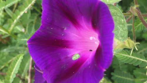 Morning glory vine has beautiful flowers, but the plant is tough to eradicate from a garden if you let it drop seed. (Walter Reeves for The Atlanta Journal-Constitution)