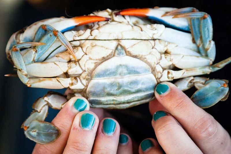 The Atlantic or Chesapeake blue crab (pictured) is a popular shellfish for eating — not to be confused with the blue land crab, which is invasive in Georgia.