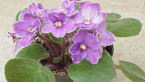 African violet flowers do best in a moderately sunny window. PHOTO CREDIT: Walter Reeves