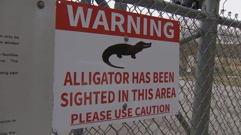 An alligator has taken up residence in the B.T. Brown Reservoir in Coweta County, just north of Newnan.