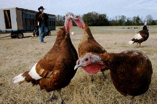 Elberton's heritage turkey farm