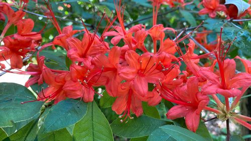 Native Azaleas are just one of many plants on sale at the Chattahoochee Nature Center's Spring Native Plant Sale. COURTESY CHATTAHOOCHEE NATURE CENTER