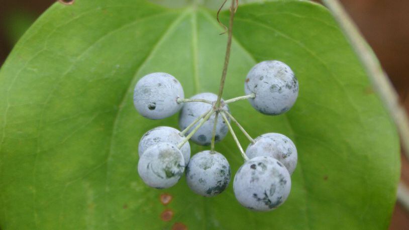 Smilax reproduces by seeds and by root nodes that sprout new thorny vines. WALTER REEVES