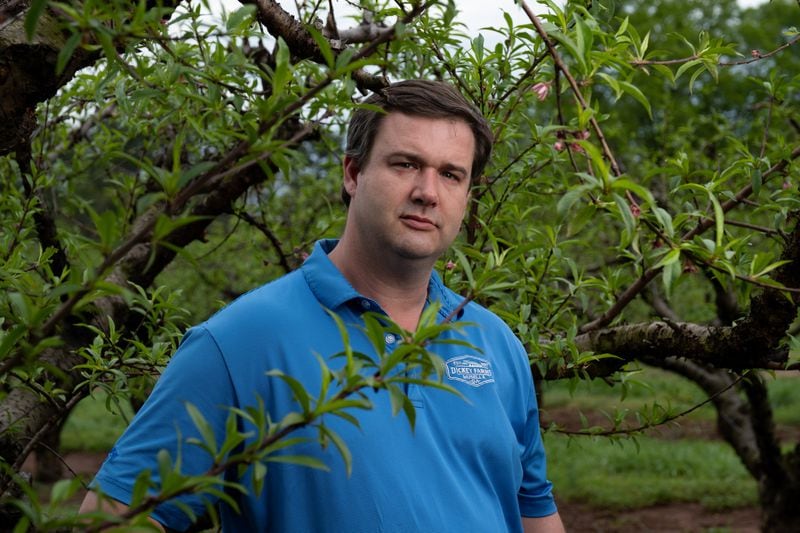 Lee Dickey, co-owner of Dickey Farms in Musella, estimates that he will lose half of his peach crop due to a late freeze. Ben Gray for the Atlanta Journal-Constitution