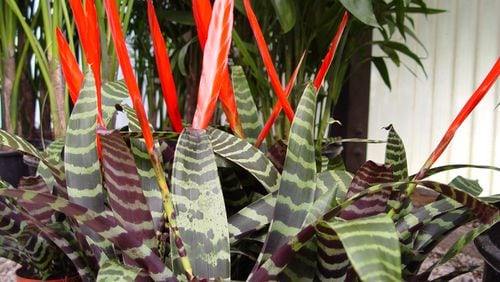 These bromeliads feature both striated leaves and coral flower spikes for double the color and interest. (Handout/TNS)