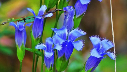 The beauty of the rare fringed gentian has long inspired poets and nature writers. It blooms only in fall, making it one of the last wildflowers to bloom during the year in Georgia. (Charles Seabrook for The Atlanta Journal-Constitution)