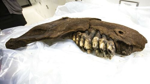 In this May 14, 2019 photo, a juvenile mastodon's jaw bone is displayed temporarily while unwrapped from its plastic covering, at the University of Iowa Paleontology Repository on the University of Iowa campus in Iowa City, Iowa. A teen searching for arrowheads in southern Iowa found the prehistoric jawbone of a mastodon. The Iowa City Press-Citizen reports that the 30-inch bone belonged to a juvenile mastodon, an elephant-like animal believed to have roamed Iowa some 34,000 years ago. Officials with the University of Iowa Paleontology Repository, which now has possession of the bone found last week, say the mastodon might have stood around 7-feet tall. (Joseph Cress/Iowa City Press-Citizen via AP)