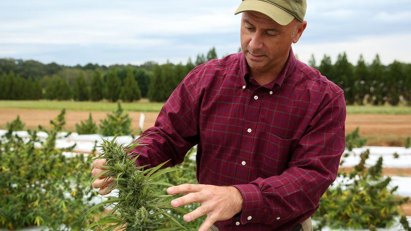 Tim Coolong, an associate professor of horticulture at the University of Georgia, examines hemp being grown at UGA’s Durham Horticulture Farm in Watkinsville. With the Hemp Farming Act signed last year, the university is researching how to grow hemp in Georgia’s climate and whether it will be viable for farmers. (Photo/Austin Steele for the Atlanta Journal-Constitution)
