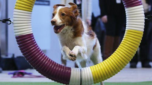 NEW YORK, NY - FEBRUARY 06: Mimi, 5, a Britney Spaniel rescue dog, demonstrates skills for the upcoming agility competition as part of the Westminster Dog Show on February 6, 2014 at Madison Square Garden in New York City. This is the first year for the Masters Agility Championship at Westminster to be held this Saturday at Pier 94 in New York, ahead of the big event - the 138th Annual Westminster Kennel Club Dog Show. (Photo by John Moore/Getty Images) NEW YORK, NY - FEBRUARY 06: Mimi, 5, a Britney Spaniel rescue dog, demonstrates skills for the upcoming agility competition as part of the Westminster Dog Show on February 6, 2014 at Madison Square Garden in New York City. This is the first year for the Masters Agility Championship at Westminster to be held this Saturday at Pier 94 in New York, ahead of the big event - the 138th Annual Westminster Kennel Club Dog Show. (Photo by John Moore/Getty Images)