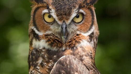 The great horned owl is one of Georgia’s earliest-nesting birds. It’s breeding season begins in mid-December and peaks in January. Several other big, predatory birds also nest in the dead of winter in Georgia. (Photo: Greg Hume/Creative Commons)