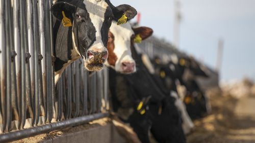 Holstein dairy cows are shown outside of Muleshoe, Texas, on Jan. 4, 2016. A highly transmissible form of avian influenza, or bird flu, has been confirmed in U.S. cattle in several states, according to the U.S. Department of Agriculture. (Allison Terry/The New York Times)