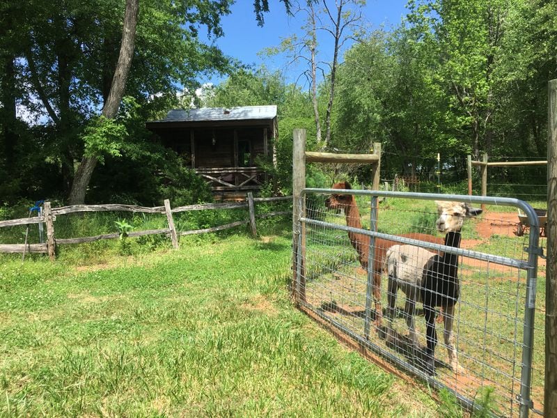 This one-room rustic Airbnb cabin near Madison is located on a large alpaca farm.
Courtesy of Airbnb