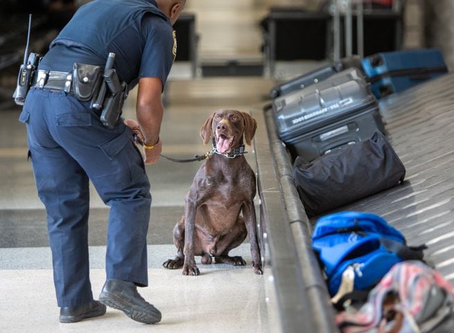 Motor Carrier Officer Swain, from the Georgia Department of Public Safety, prepares to work with his K-9, Ozon, near the baggage carousel in the E-Concourse. The U.S. Customs and Border Protection Office of Field Operations Port of Atlanta hosted a two-day K-9 training conference at Hartsfield-Jackson Atlanta International Airport (ATL). K-9 detection dogs from the U.S. Customs and Border Protection, Georgia Department of Correction, Georgia State Patrol, Union City, Newnan, Bowden Police and Clayton County Police participated in training exercises. PHIL SKINNER FOR THE ATLANTA JOURNAL-CONSTITUTION.
