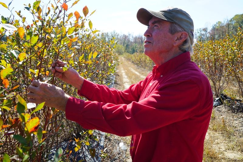 Blueberry farmer Don Starrett inspects a blueberry bush on his farm near Dearing, Georgia on October 24, 2022. Starretts crop has been badly damaged in the last two years by deep freezes that came on the heels of warmer than normal winters. 