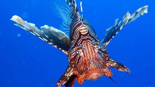 File photo of a lionfish