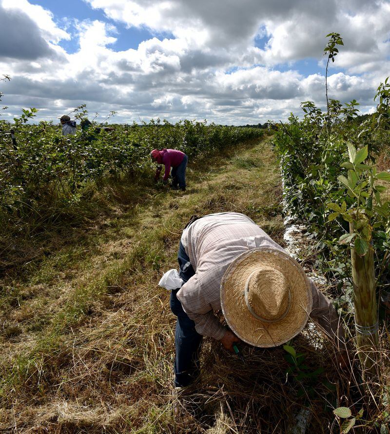 September 22, 2016 Wray, GA: Jose Tinajero of Mexico pulls weeds from around blackberry vines at Paulk Vineyards. Gary Paulk, owner of Paulk Vineyards in Wray, Georgia, produces grapes and blackberries. The crops require more than 100 workers, mostly migrant laborers, during peak harvest. Paulk fears Donald Trump’s stance on illegal immigration could threaten his business. BRANT SANDERLIN/BSANDERLIN@AJC.COM