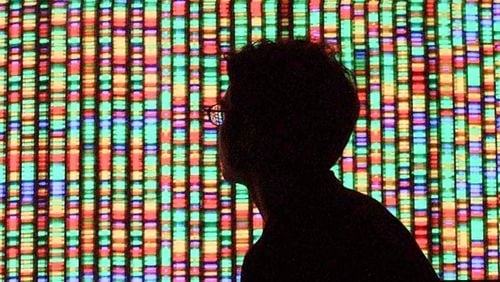 A visitor views a digital representation of the human genome August 15, 2001 at the American Museum of Natural History in New York City.  (Photo by Mario Tama/Getty Images)