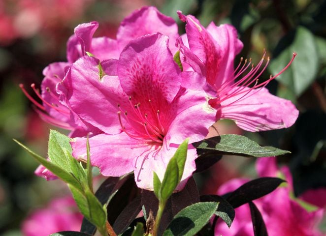 Augusta National Golf Club, which was originally built on the former 365-acre Fruitland Nurseries, is full of blooming flowers.
