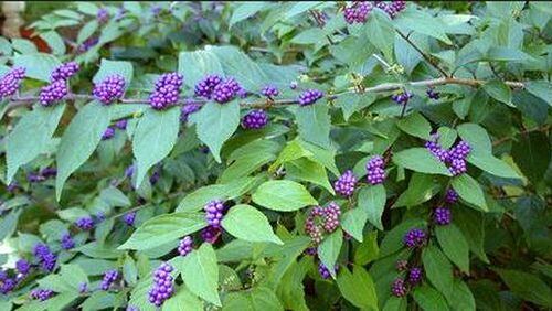 Beautyberry blooms on new wood, so you can prune the bushes in winter.