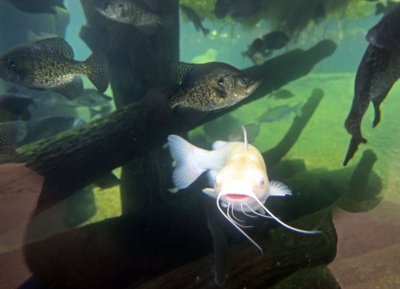 June 7, 2013 - Perry, Ga: An albino catfish, center, swims with other fresh water fish in a habitat at the Go Fish Center Friday afternoon in Perry, Ga., June 7, 2013. The Go Fish Center has several fish tanks with different kinds of freshwater fish. Georgia taxpayers are spending more than $1 million a year on a fishing promotion attraction that is only open to the public three days a week and has a two-year track record of poor attendance. JASON GETZ / JGETZ@AJC.COM