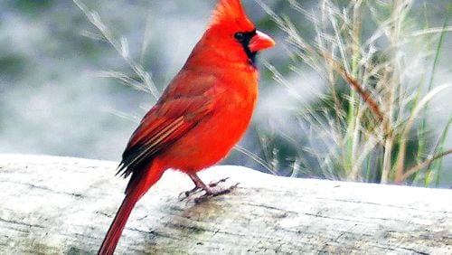 The bright red male Northern cardinal is one of the most popular images depicted in Christmas greeting cards. 
(Charles Seabrook for The Atlanta Journal-Constitution)