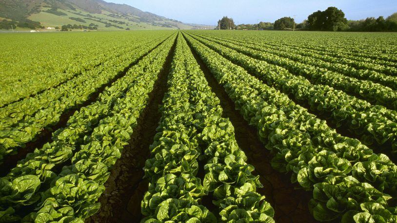 Romaine lettuce grows with the Santa Lucia Mountains in the background in California.