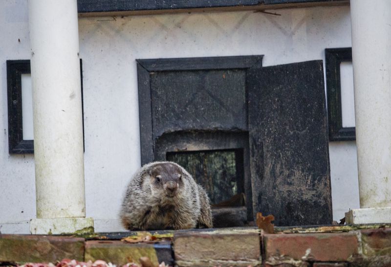 Shown from his days in Gwinnett County, General Beauregard Lee is the state's star rodent for the annual Groundhog Day prediction. He now resides in Jackson in Butts County, and on Feb. 2, 2019, he saw  his shadow, which means six more weeks of winter. (AJC file photo)