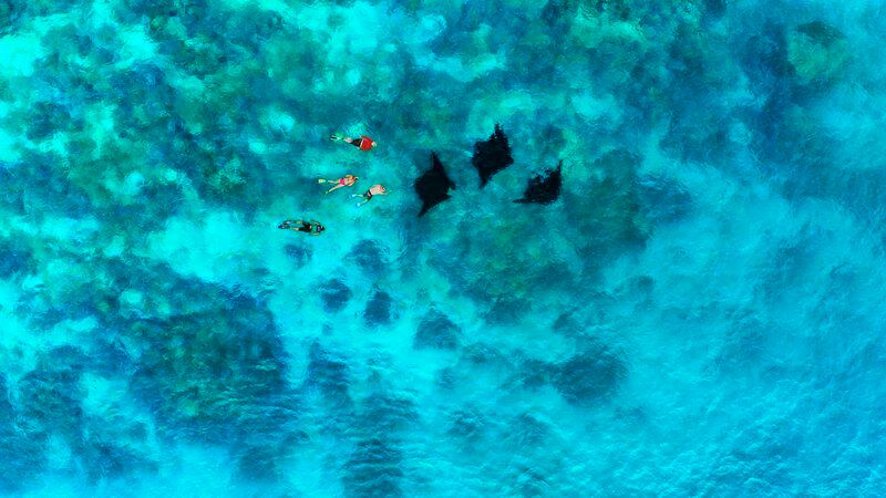 Aerial drone shot of group of manta-rays swimming with friends. 