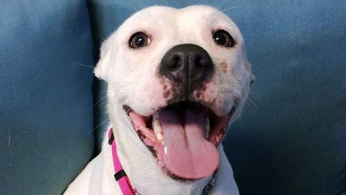 Phoenix smiles for her adoption photos (Florida Keys SPCA via Palm Beach Post)