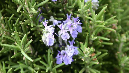 Rosemary is a common victim of spider mites. CONTRIBUTED BY WALTER REEVES