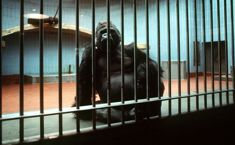 Zoo Atlanta's most famous great ape, Willie B. in his cage in 1981. Willie B. lived in the barren concrete enclosure for decades, until changes wrought by Terry Maple allowed the gorilla to live his last years in an outdoor, naturalistic habitat. (LOUIE FAVORITE/ AJC STAFF)00