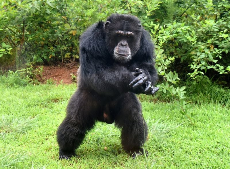 A male chimp, Marlon, gestures at Project Chimps in Morganton. The population at Project Chimps, which provides lifetime care to former research chimpanzees, had grown to 40 this spring, and many more are coming. HYOSUB SHIN / HSHIN@AJC.COM