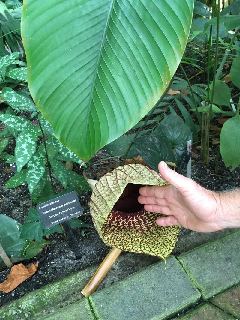 The African Corpse Flower growing at the Atlanta Botanical Garden is perhaps the first of its kind to bloom on the North American continent. CONTRIBUTED: ATLANTA BOTANICAL GARDEN