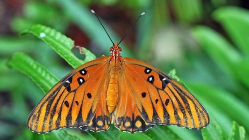 The Gulf fritillary butterfly, also known as the passion butterfly, lays its eggs exclusively on the purple passion-flower vine, it’s “host plant.” Its caterpillars won’t eat any other plant. CREATIVE COMMONS/Wikipedia