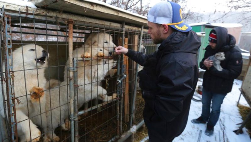 In this Friday, Feb. 23, 2018, photo, American freestyle skier Gus Kenworthy, left, and his boyfriend Matthew Wilkas watch dogs in cages at a dog meat farm in Siheung, South Korea. Kenworthy saved five stray dogs during the Sochi Olympics four years ago and is considering adopting one of the many puppies he met Friday after finishing competition the Pyeongchang Games. (AP Photo/Ahn Young-joon)