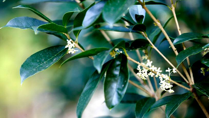 If a plant such as tea olive has been damaged by cold weather, there's still hope if you follow Walter Reeves' advice. (Jenni Girtman / AJC file photo)